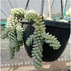 Donkey Tail (Bare Rooted)